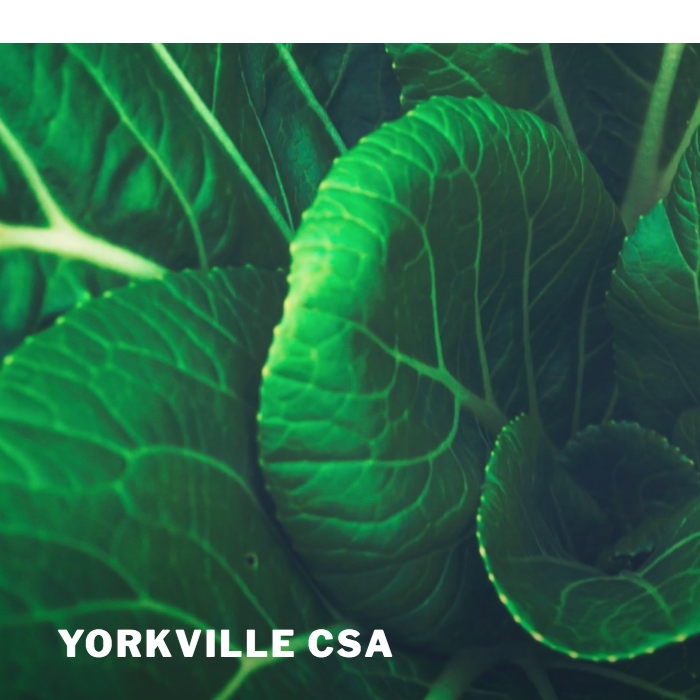 logo for Yorkville CSA