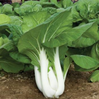 Bok Choy with Ginger and Garlic 