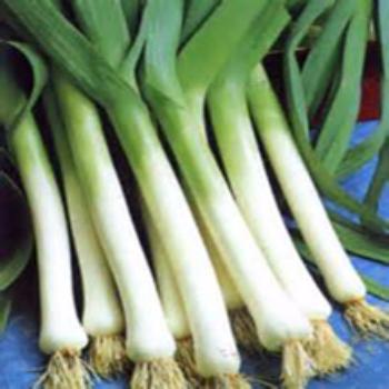 Greek Style Pasta with Leeks