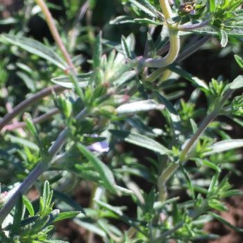 Summer Savory