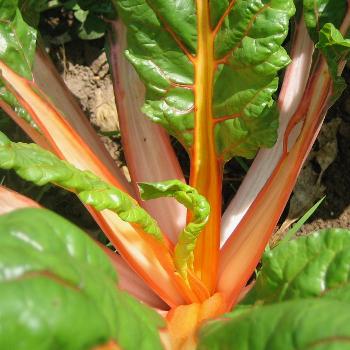  Swiss Chard and Ricotta Pie