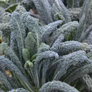 Kale Tabbouleh