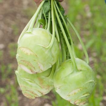 Kohlrabi Slaw