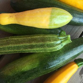 Grilled Summer Squash Skewers