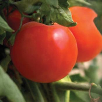 Mozzarella and Tomato with Balsamic Vinegar